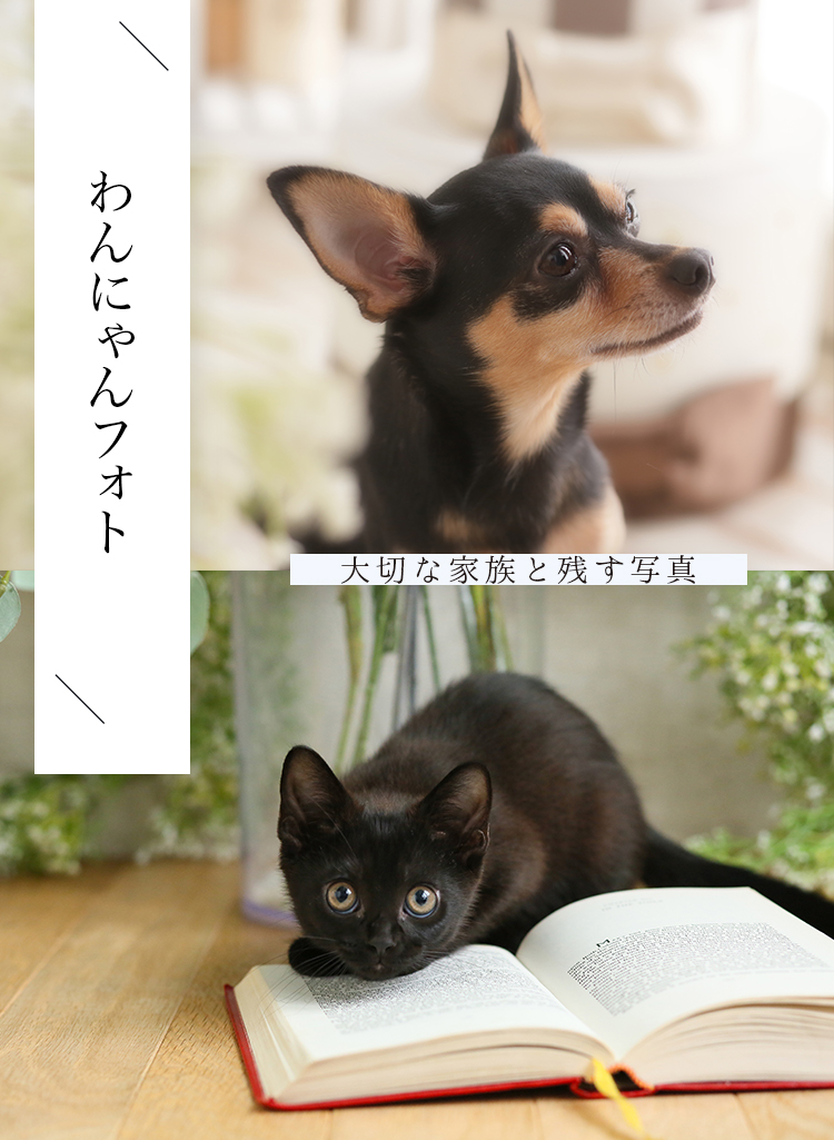 わんにゃんフォト