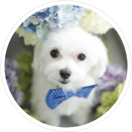 ペットアカウント