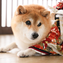 わんにゃん撮影写真ギャラリー