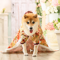 わんにゃん撮影写真ギャラリー