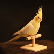 わんにゃん撮影写真ギャラリー