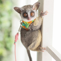 わんにゃん撮影写真ギャラリー