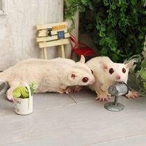 わんにゃん撮影写真ギャラリー