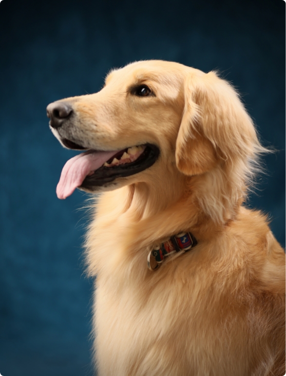 シニアwithペットのイメージ